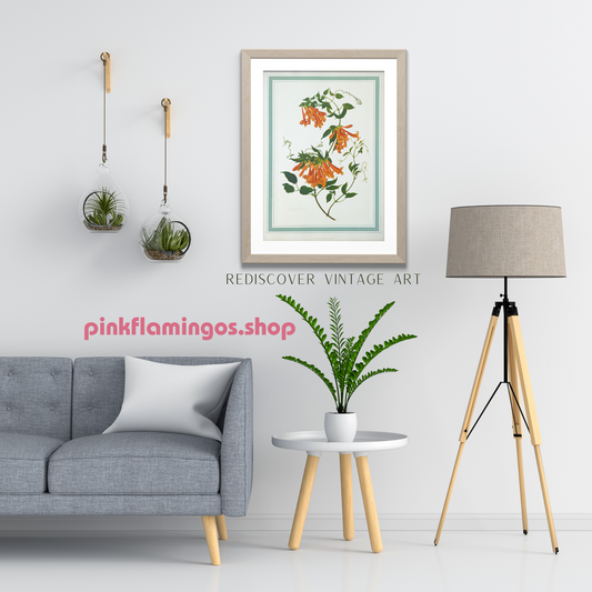 Bignonia Venusta by Dorothy Platt | 1950 Vintage Botanical Collotype | Exotic Flame Vine Wall Art