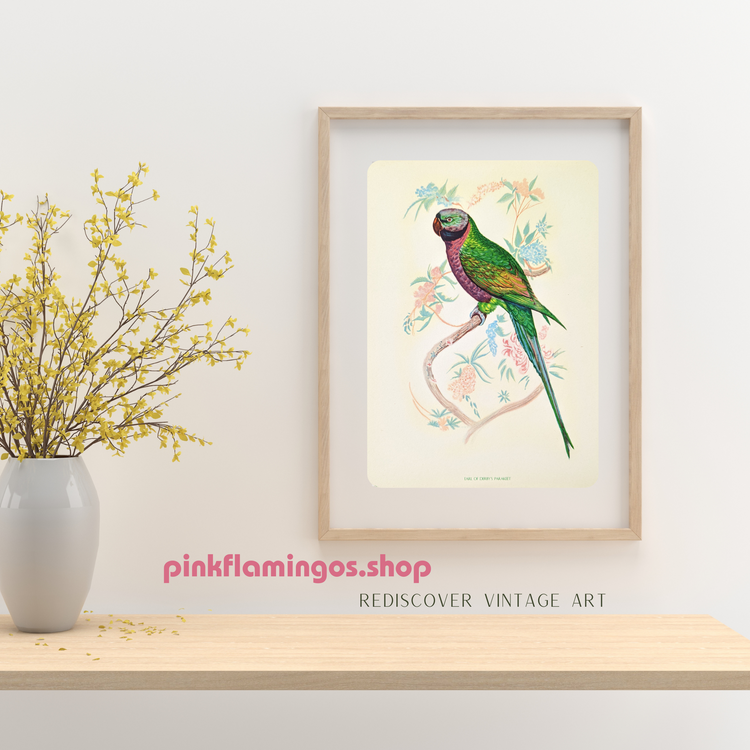Earl of Derby Parakeet by Gould | 1940s Vintage Lithograph | Tropical Bird Wall Art