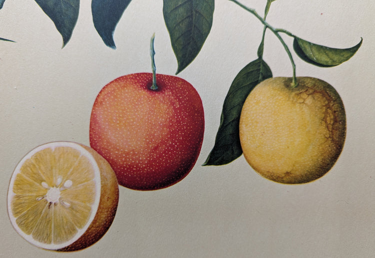 Orange | 1950 Vintage Chinese Botanical Collotype | Tropical Fruit Wall Art
