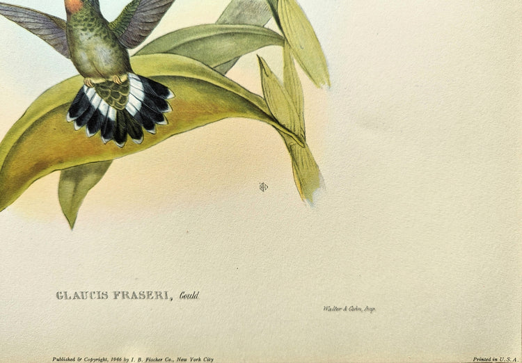 Glaucis Fraseri by John Gould | 1946 Vintage Hummingbird Lithograph