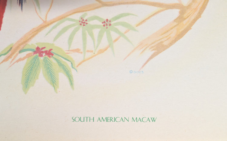 South American Macaw by Gould | 1940s Vintage Lithograph | Tropical Bird Wall Art