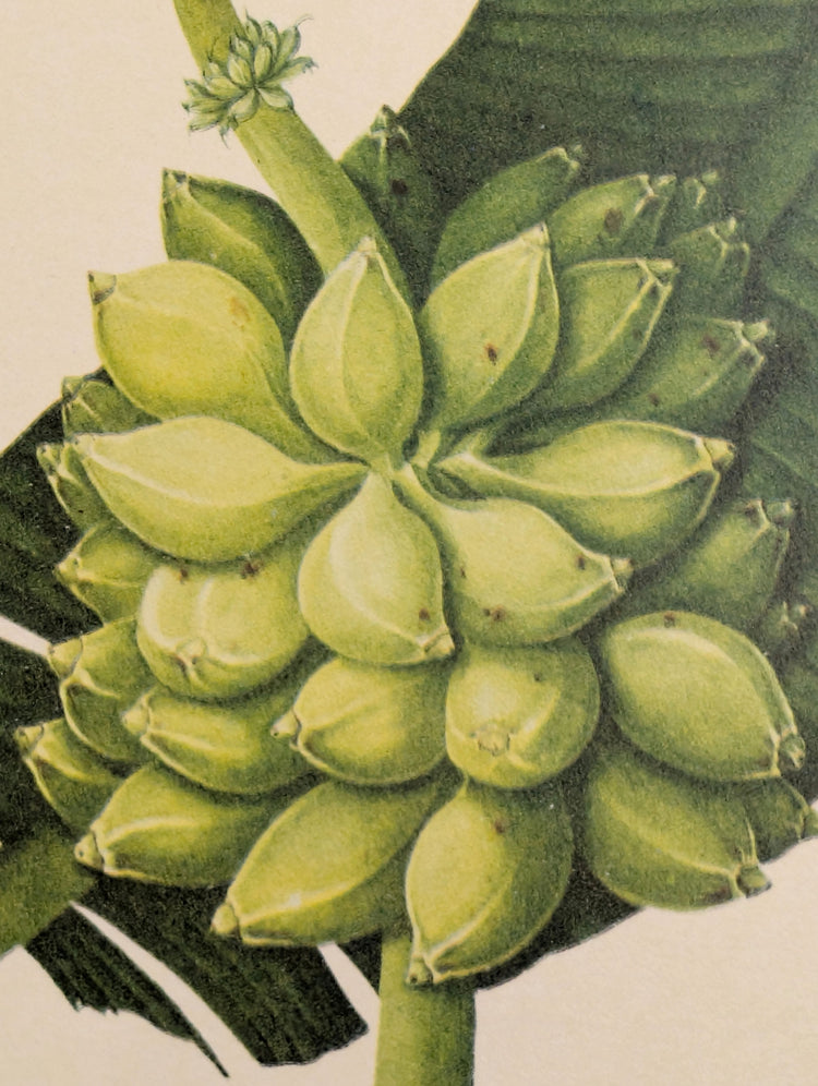 Banana (Plantain) | Unique Vintage Collotype Wall Art c.1950 | Chinese Still Life Print