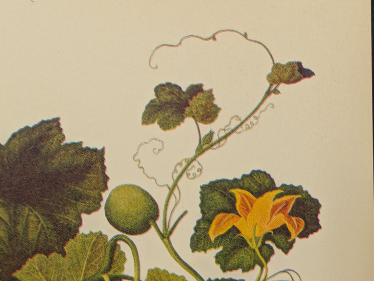 Cucumber | Unique Vintage Collotype Wall Art c.1950 | Chinese Still Life Print