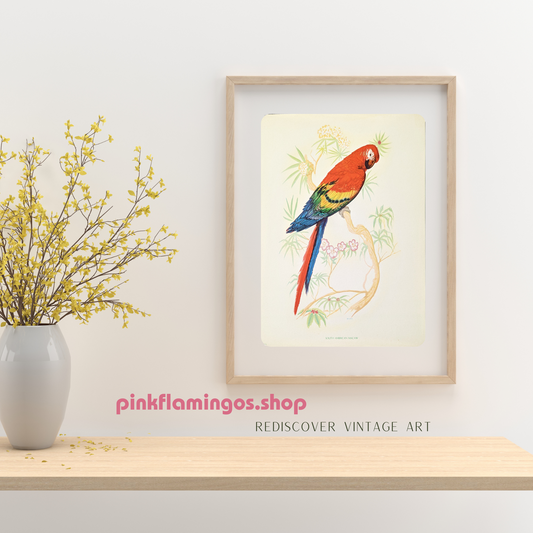 South American Macaw by Gould | 1940s Vintage Lithograph | Tropical Bird Wall Art