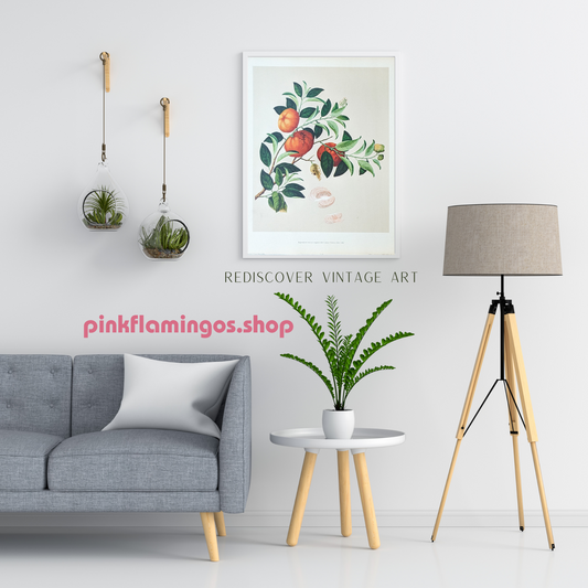Tangerine | 1950 Vintage Chinese Botanical Collotype | Citrus Wall Art