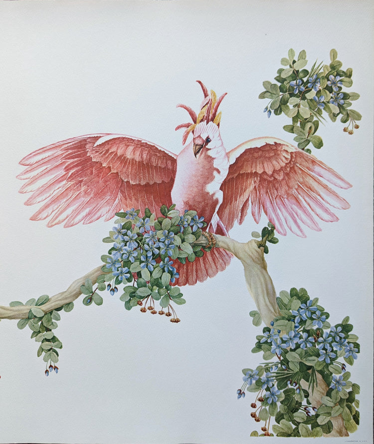 Pink Cockatoos by Turner | 1940s Mid-Century Bird Wall Art | Offset Lithograph | Vintage Tropical Print