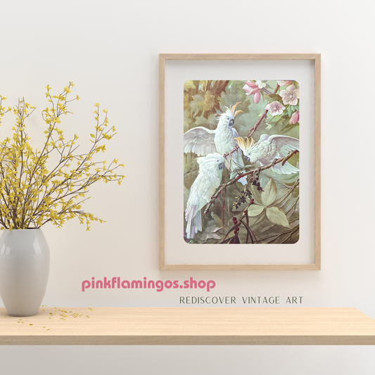 White Cockatoos Vintage Lithograph by A.T. Toran