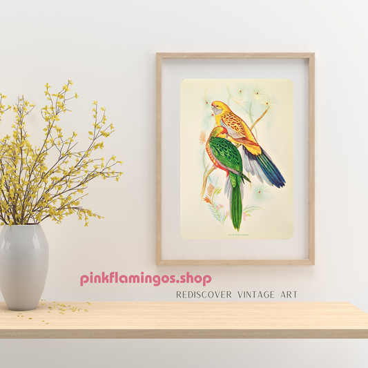 Yellow Rump Parakeets by Gould | 1940s Vintage Lithograph | Tropical Bird Wall Art