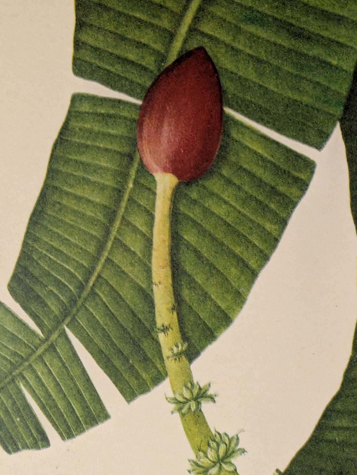 Banana (Plantain) | Unique Vintage Collotype Wall Art c.1950 | Chinese Still Life Print - Collotype - Pink Flamingos