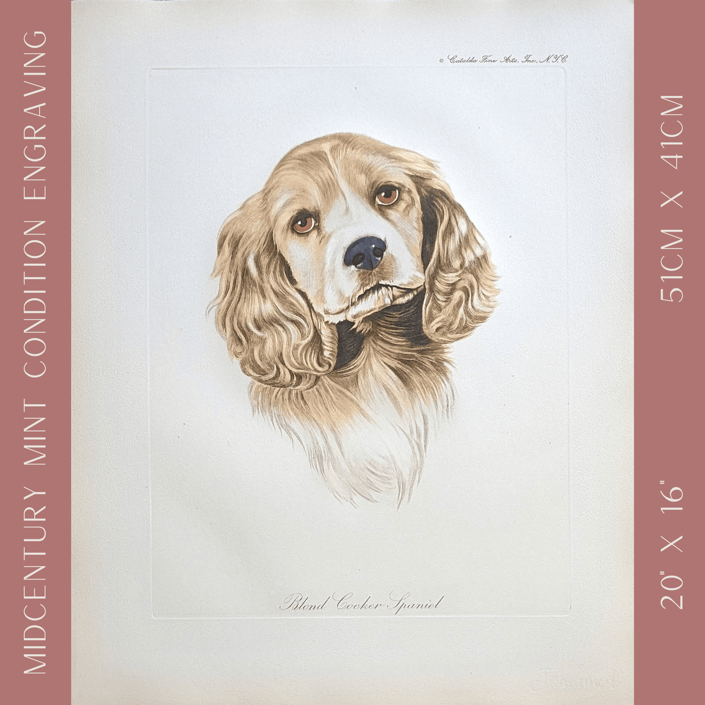 Blond Cocker Spaniel by Rolf Anderson | Vintage 1940s Hand - Colored Engraving | Dog Breed Wall Art - Hand Colored Engraving - Pink Flamingos