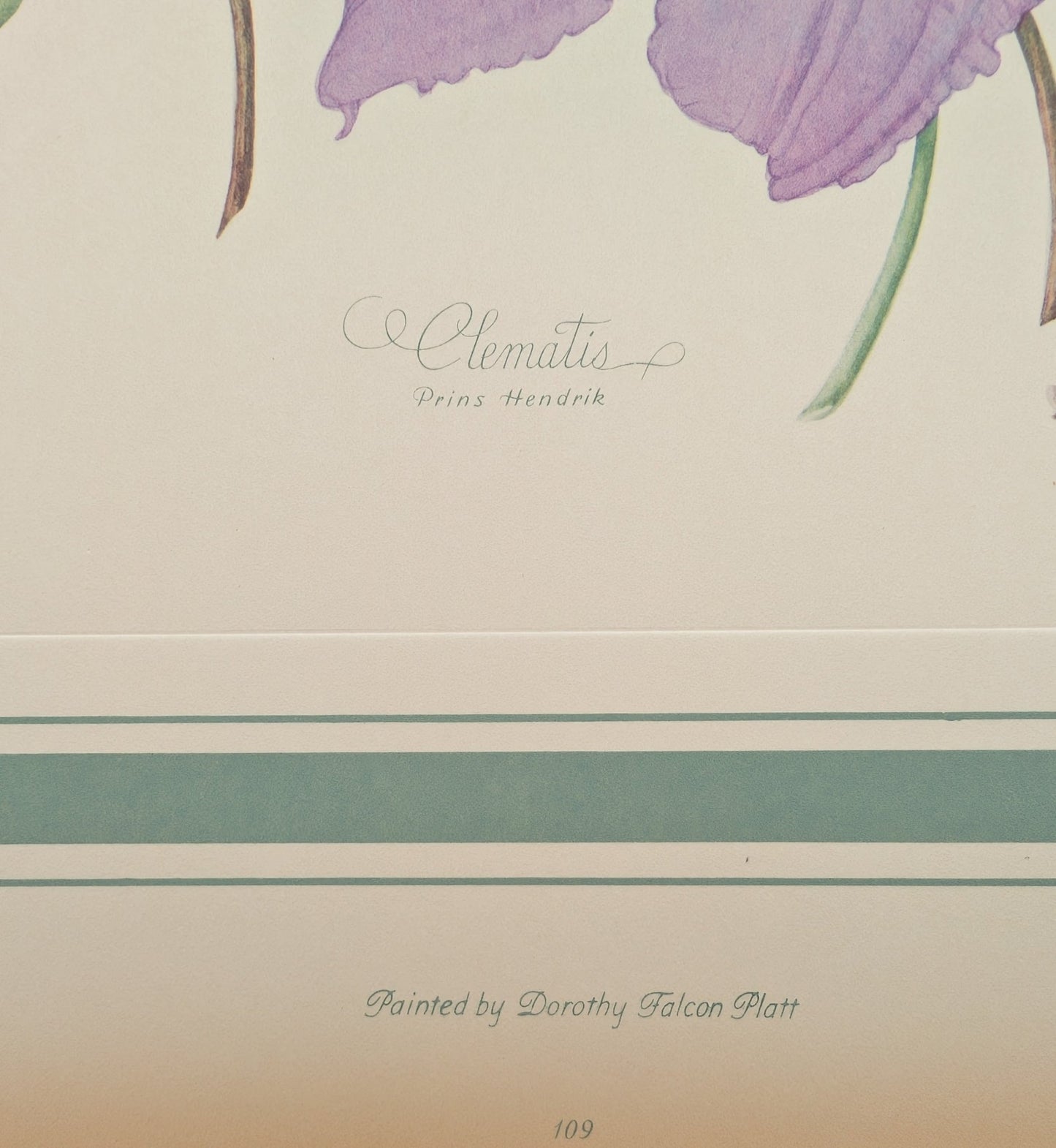 Clematis by Dorothy Platt | 1950 Vintage Botanical Collotype | Queen of Climbers Wall Art - Collotype - Pink Flamingos
