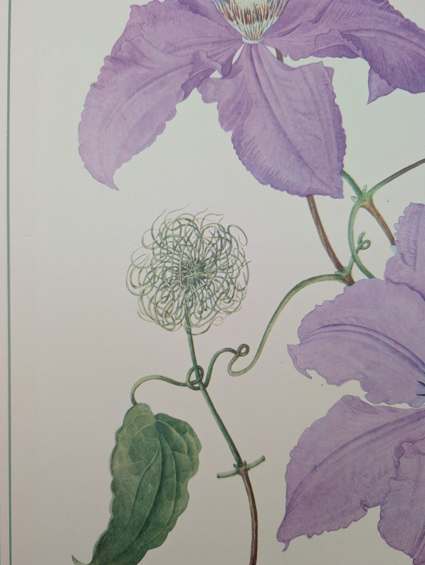Clematis by Dorothy Platt | 1950 Vintage Botanical Collotype | Queen of Climbers Wall Art - Collotype - Pink Flamingos