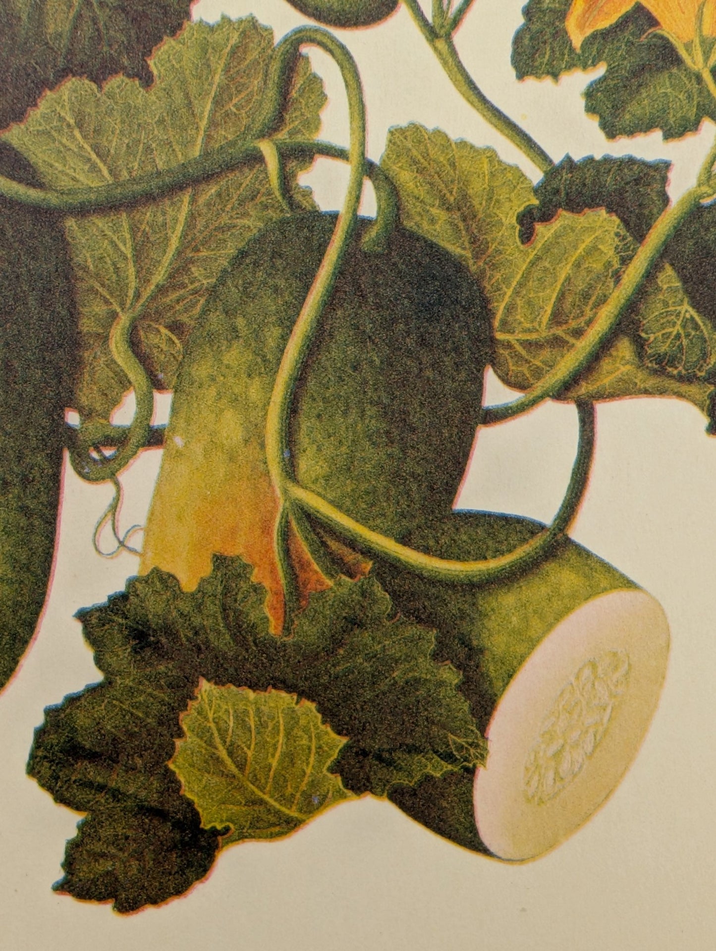 Cucumber | Unique Vintage Collotype Wall Art c.1950 | Chinese Still Life Print - Collotype - Pink Flamingos