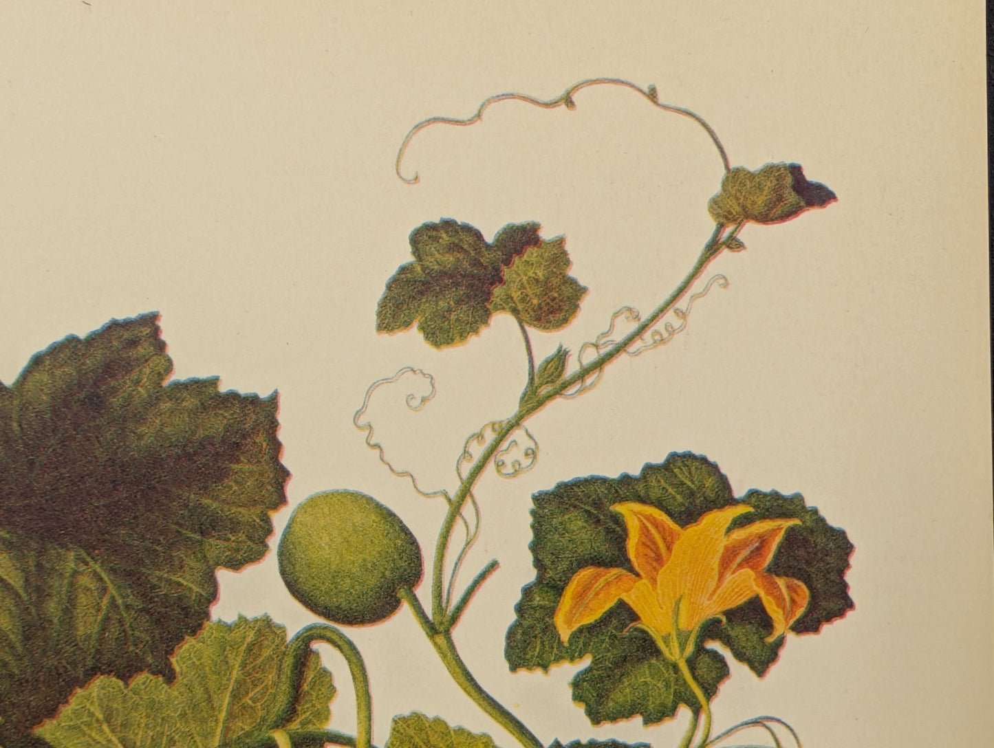 Cucumber | Unique Vintage Collotype Wall Art c.1950 | Chinese Still Life Print - Collotype - Pink Flamingos
