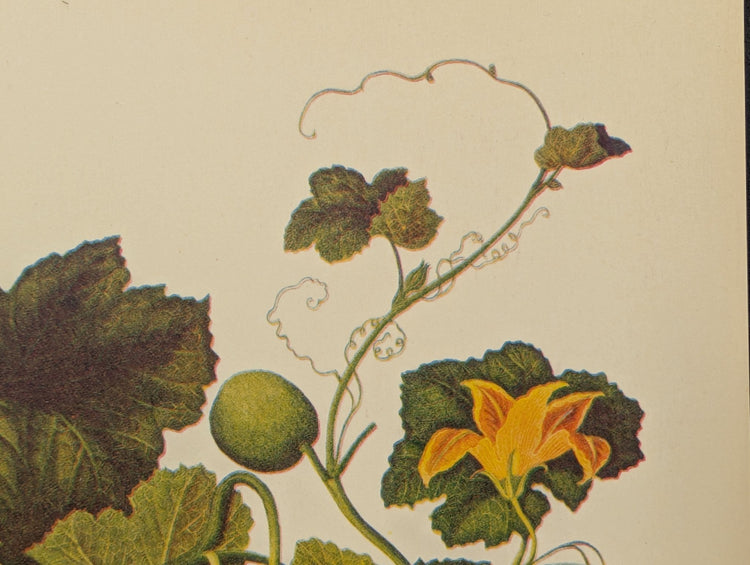 Cucumber | Unique Vintage Collotype Wall Art c.1950 | Chinese Still Life Print - Collotype - Pink Flamingos