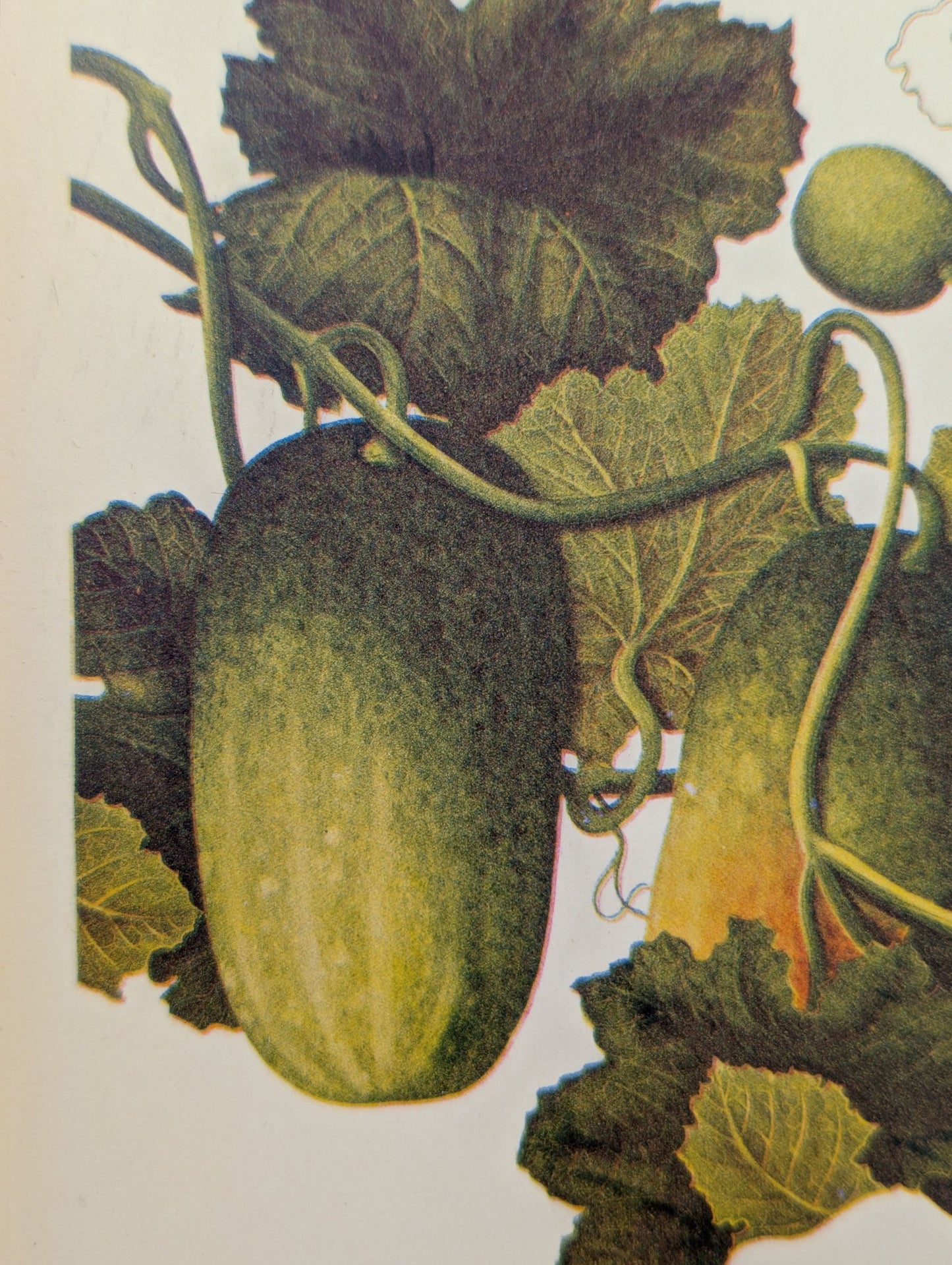 Cucumber | Unique Vintage Collotype Wall Art c.1950 | Chinese Still Life Print - Collotype - Pink Flamingos