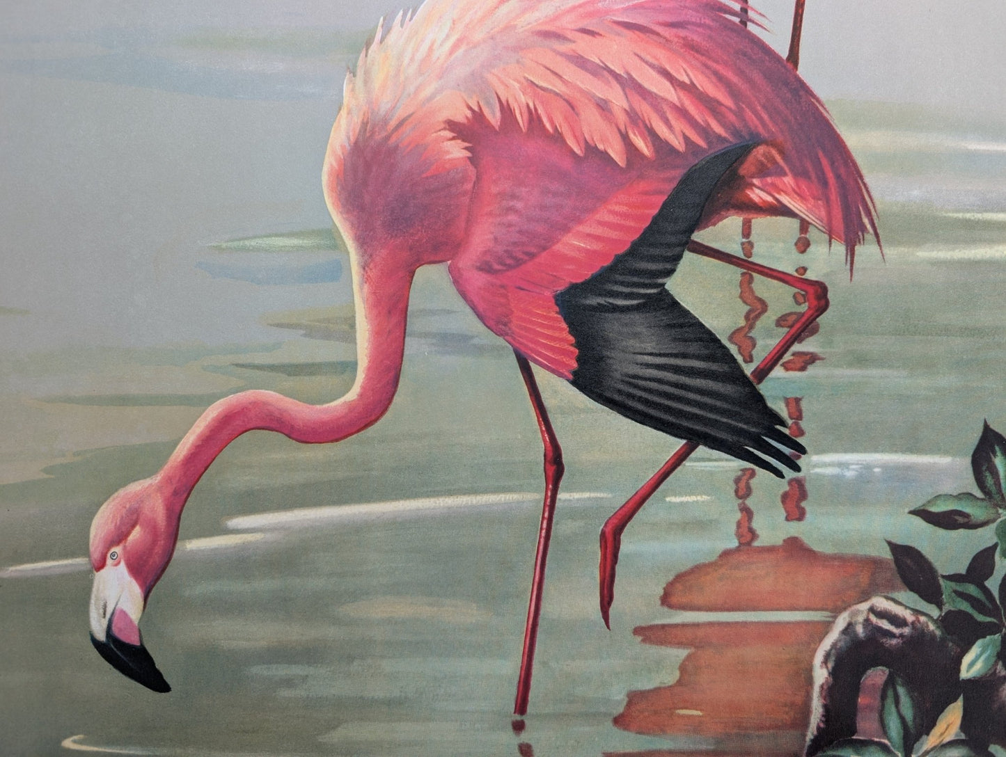 Flamingos by Roger Tory Peterson, mint condition vintage lithograph printed in the 1940s - Offset Lithograph - Pink Flamingos