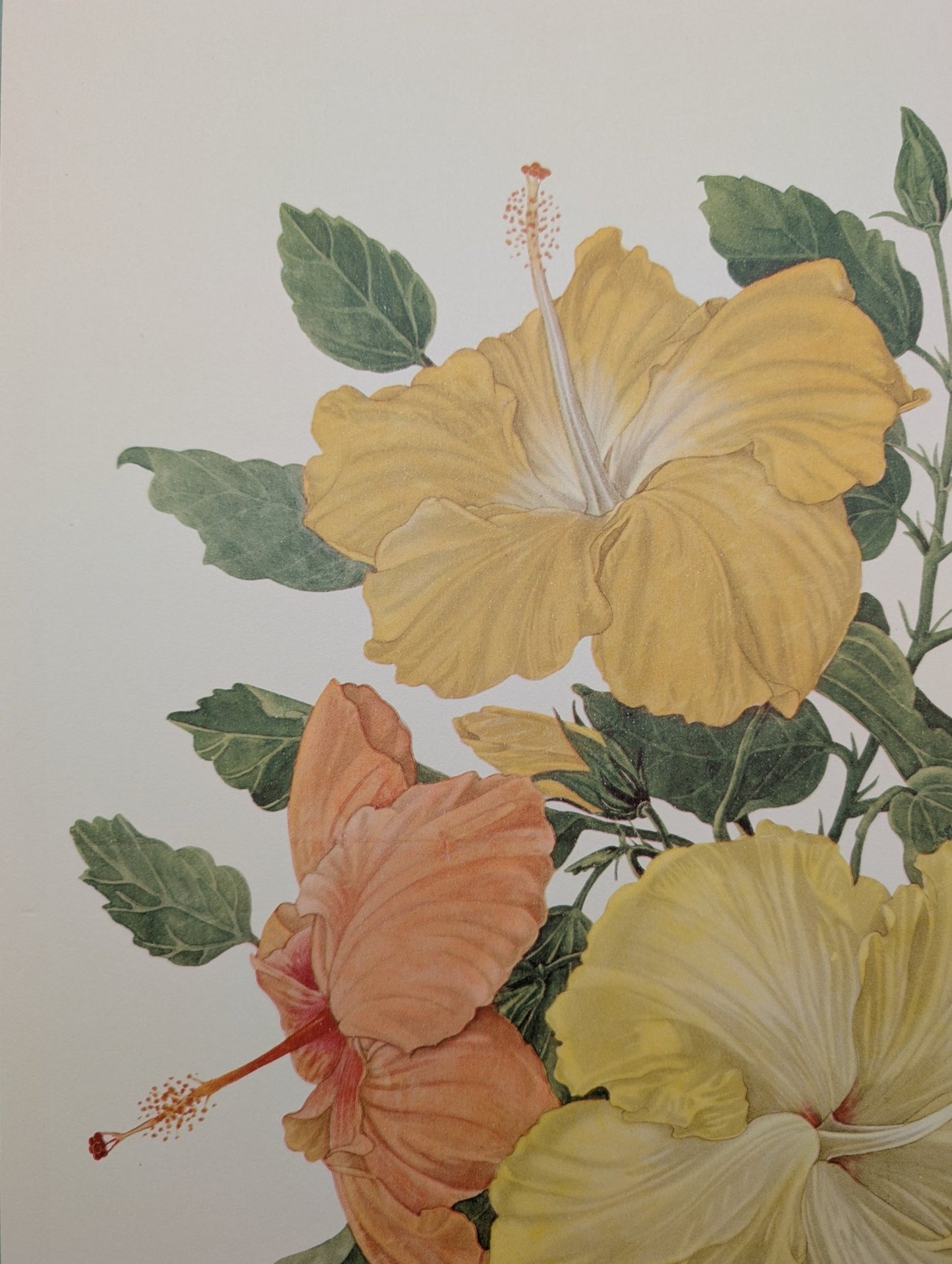 Hibiscus by Dorothy Platt | 1950 Vintage Botanical Collotype | Tropical Wall Art - Collotype - Pink Flamingos