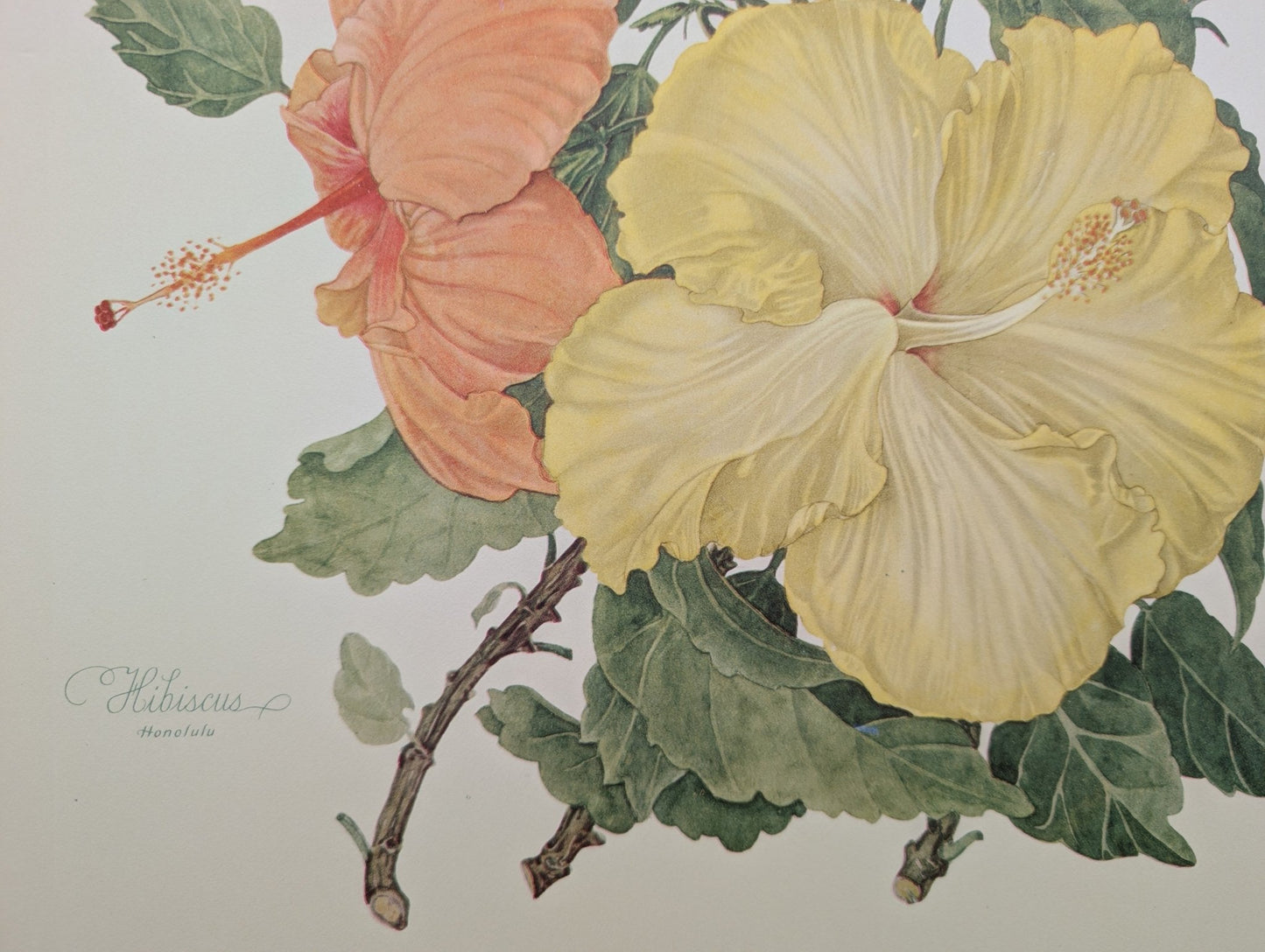 Hibiscus by Dorothy Platt | 1950 Vintage Botanical Collotype | Tropical Wall Art - Collotype - Pink Flamingos