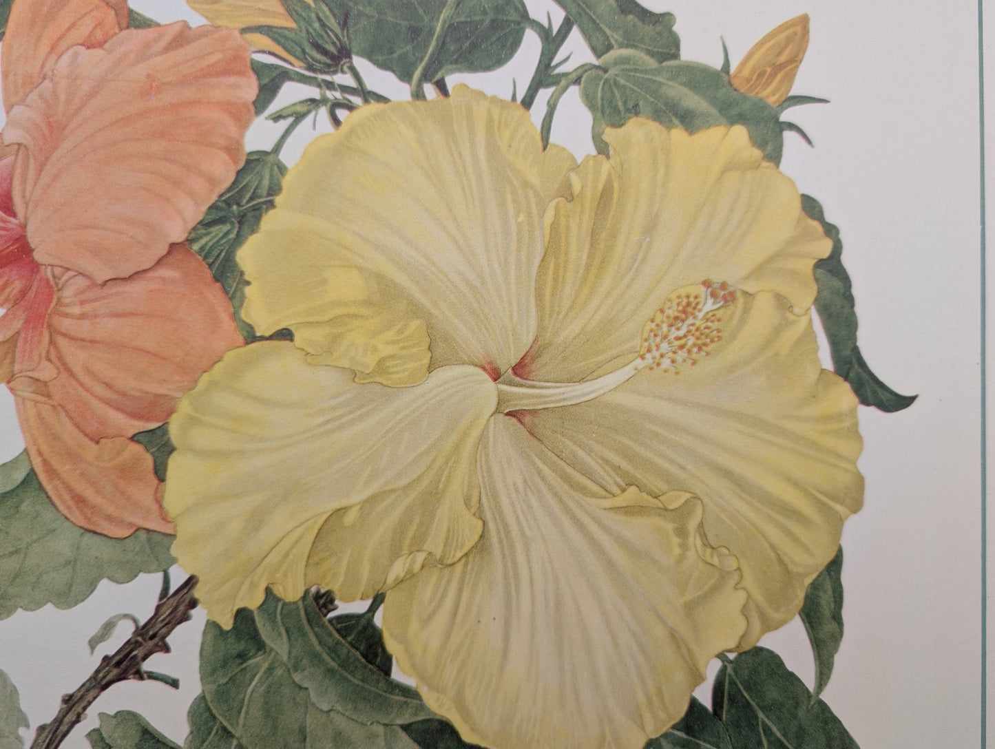 Hibiscus by Dorothy Platt | 1950 Vintage Botanical Collotype | Tropical Wall Art - Collotype - Pink Flamingos