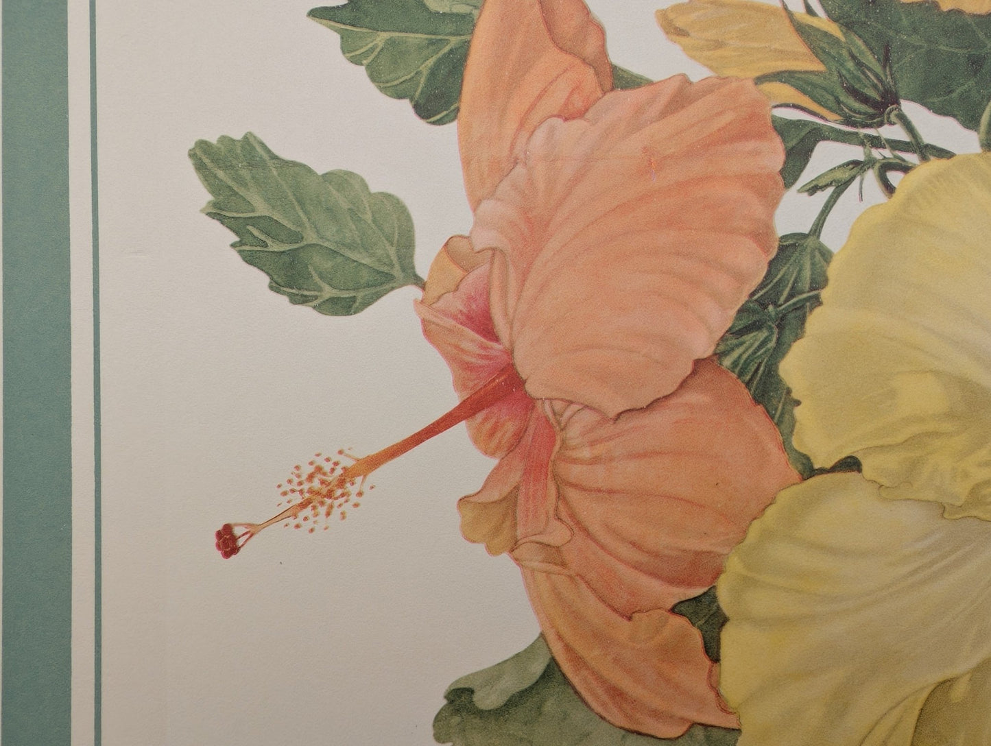 Hibiscus by Dorothy Platt | 1950 Vintage Botanical Collotype | Tropical Wall Art - Collotype - Pink Flamingos