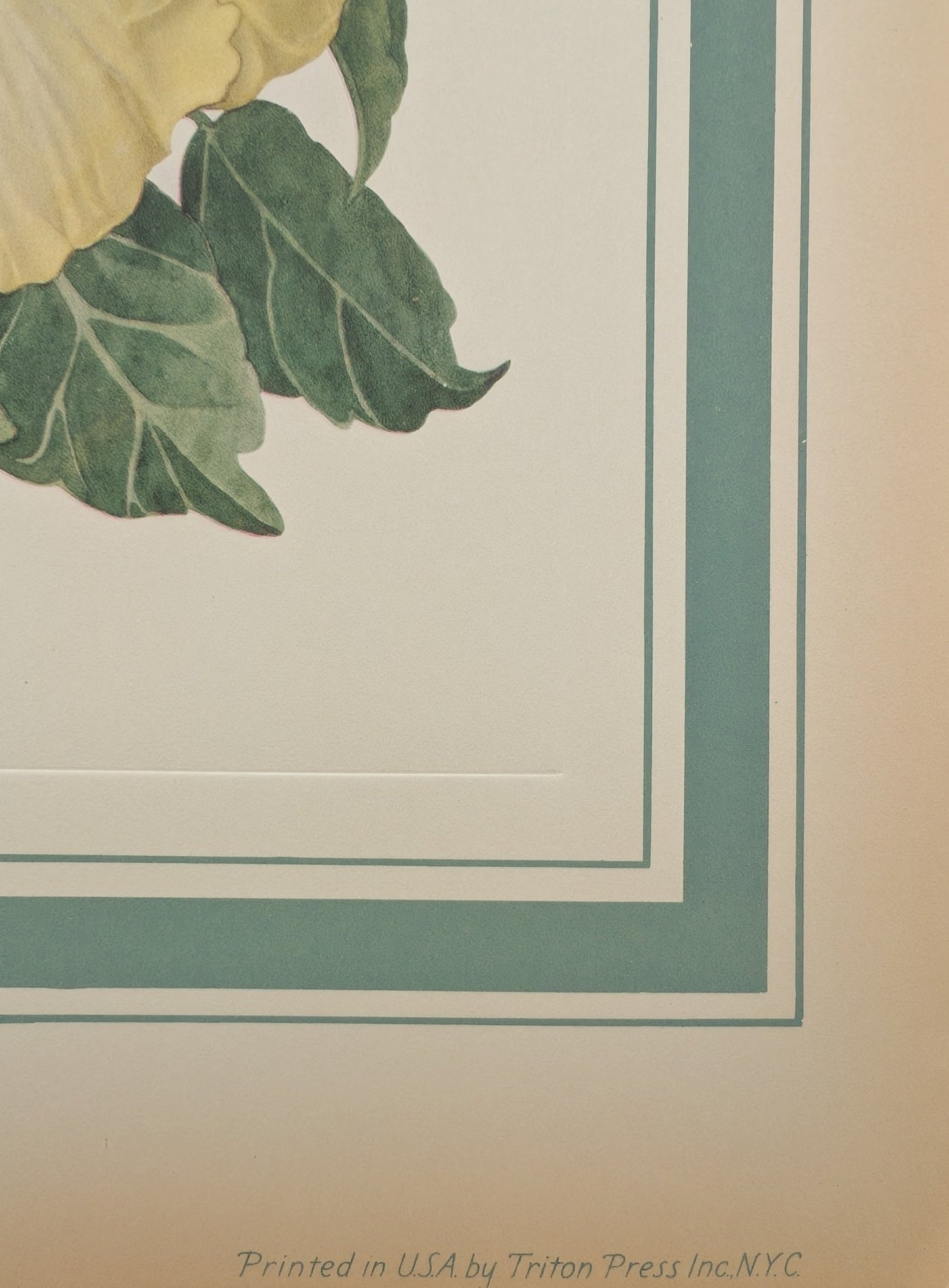 Hibiscus by Dorothy Platt | 1950 Vintage Botanical Collotype | Tropical Wall Art - Collotype - Pink Flamingos