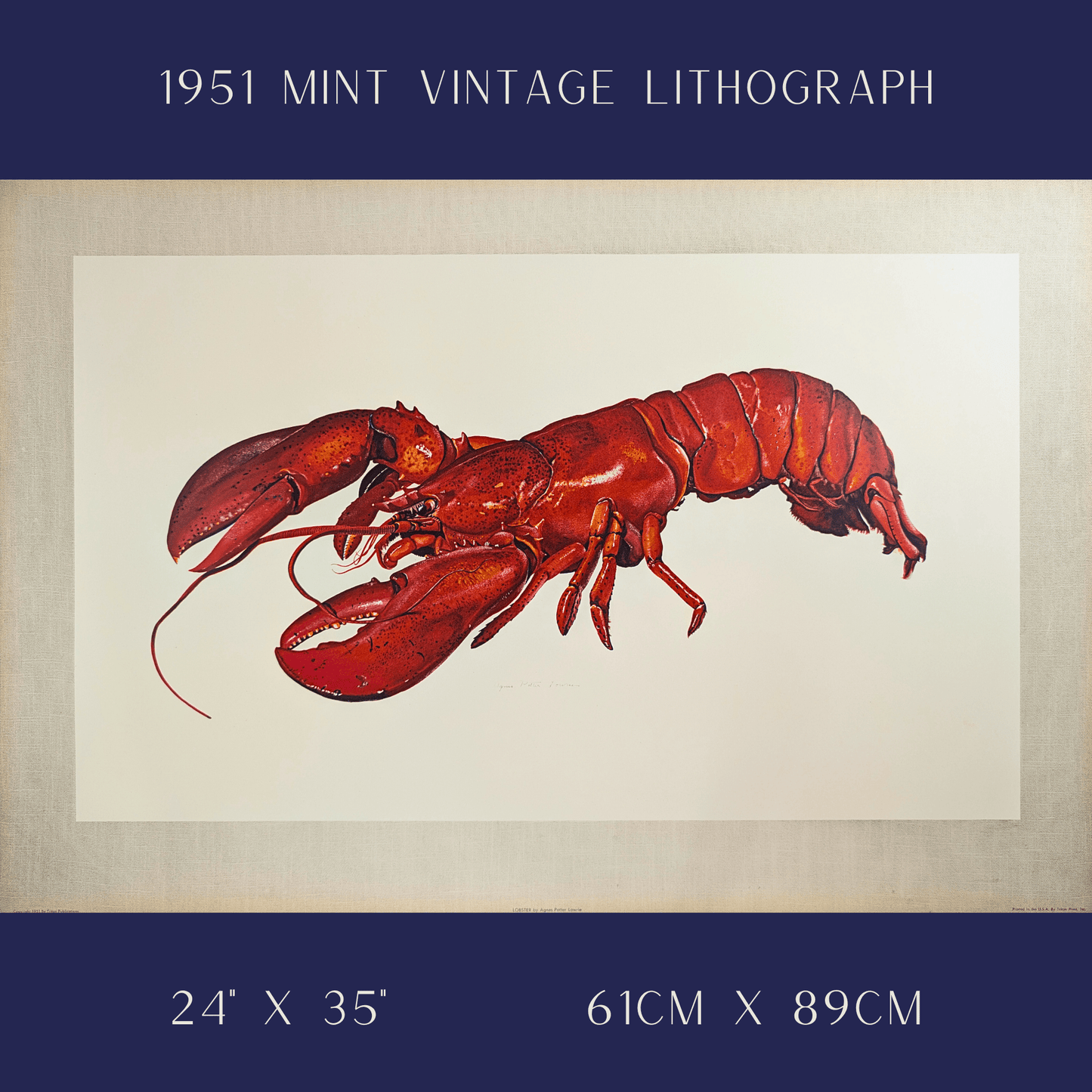 Lobster by A.P. Lowrie, large mint condition vintage collotype printed in 1950 - Collotype - Pink Flamingos