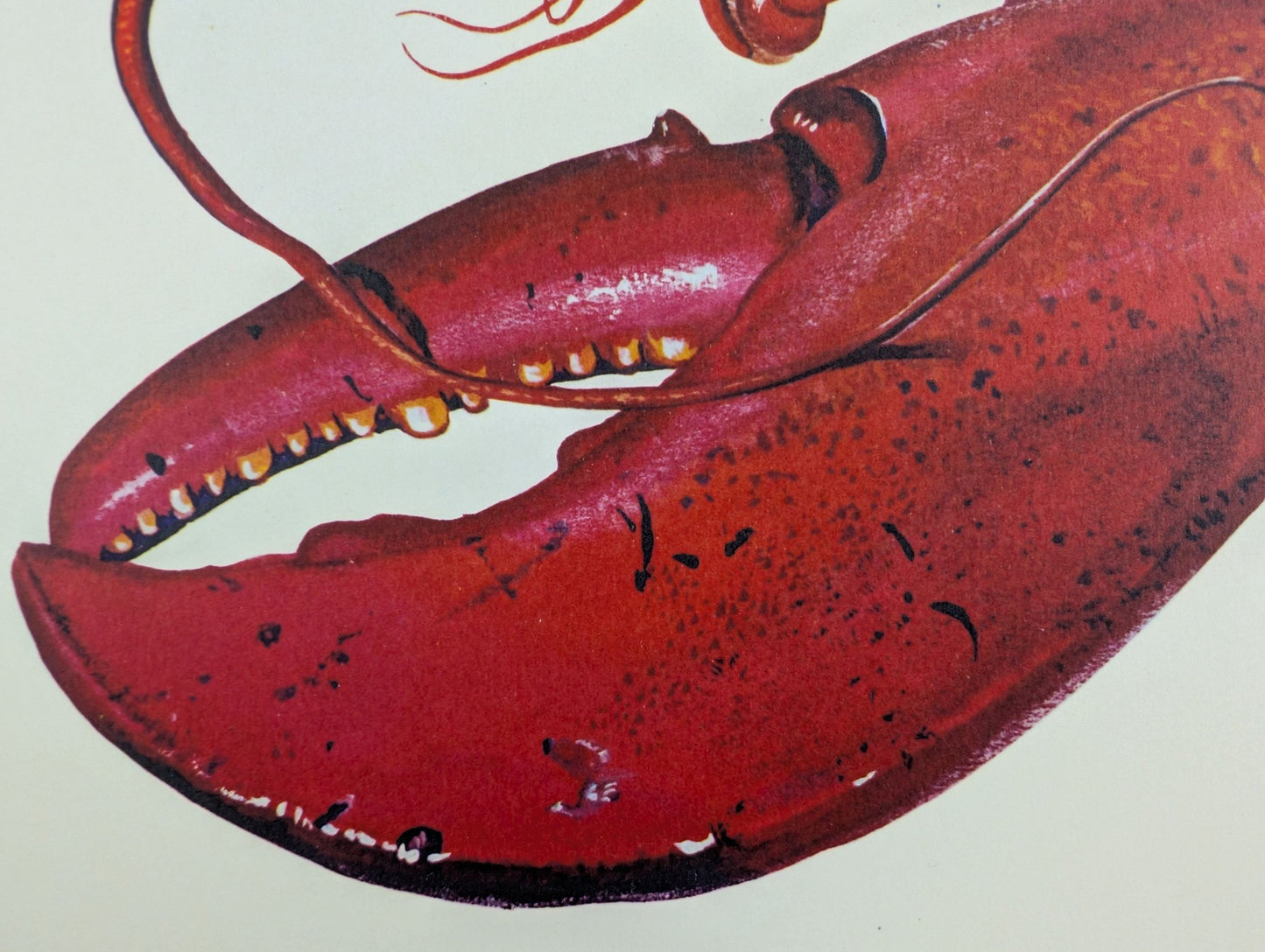 Lobster by A.P. Lowrie, large mint condition vintage collotype printed in 1950 - Collotype - Pink Flamingos