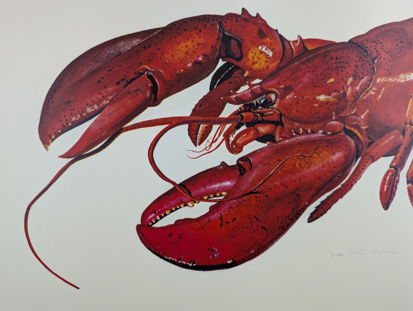 Lobster by A.P. Lowrie, large mint condition vintage collotype printed in 1950 - Collotype - Pink Flamingos