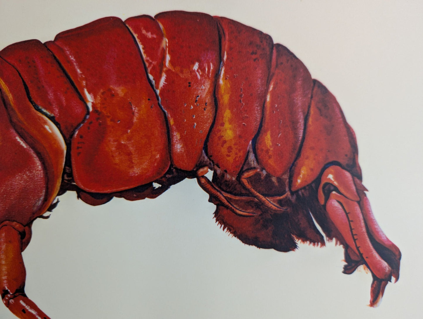 Lobster by A.P. Lowrie, large mint condition vintage collotype printed in 1950 - Collotype - Pink Flamingos