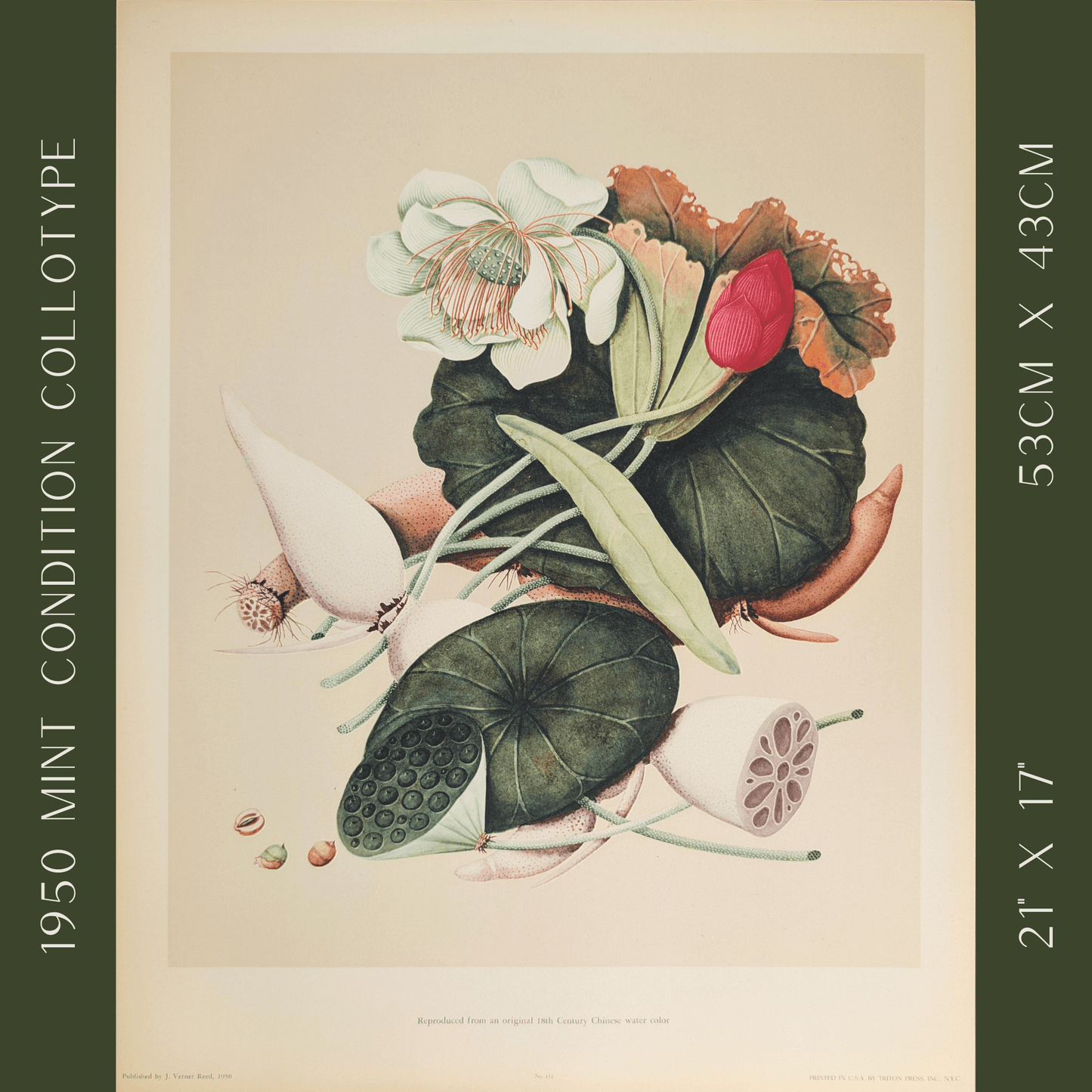 Lotus | 1950 Vintage Chinese Botanical Collotype | Asian Floral Wall Art - Collotype - Pink Flamingos