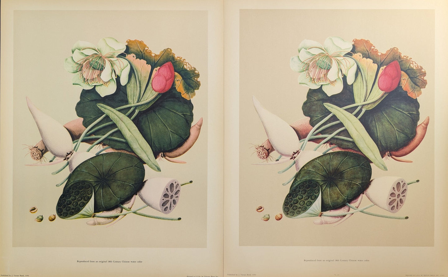 Lotus | 1950 Vintage Chinese Botanical Collotype | Asian Floral Wall Art - Collotype - Pink Flamingos