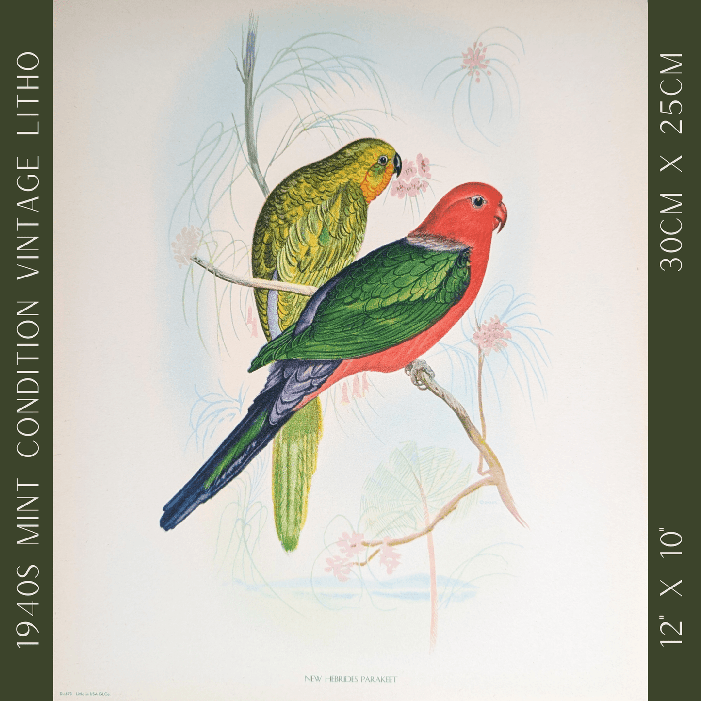New Hebrides Parakeets by Gould | 1940s Vintage Lithograph | Tropical Bird Wall Art - Offset Lithograph - Pink Flamingos