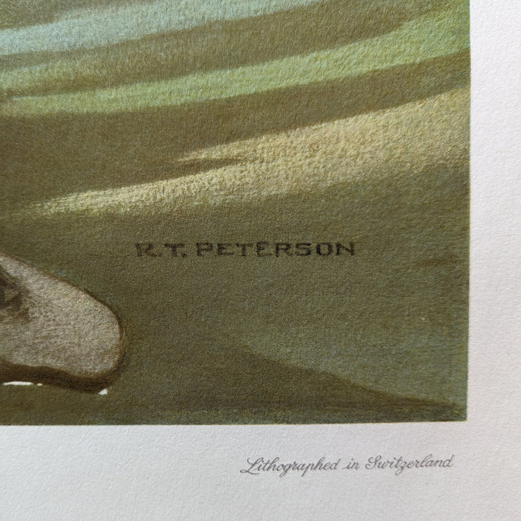 Snowy Egrets by Roger Tory Peterson | 1940s Audubon Style | Offset Lithograph | Coastal or Nature-Inspired Decor