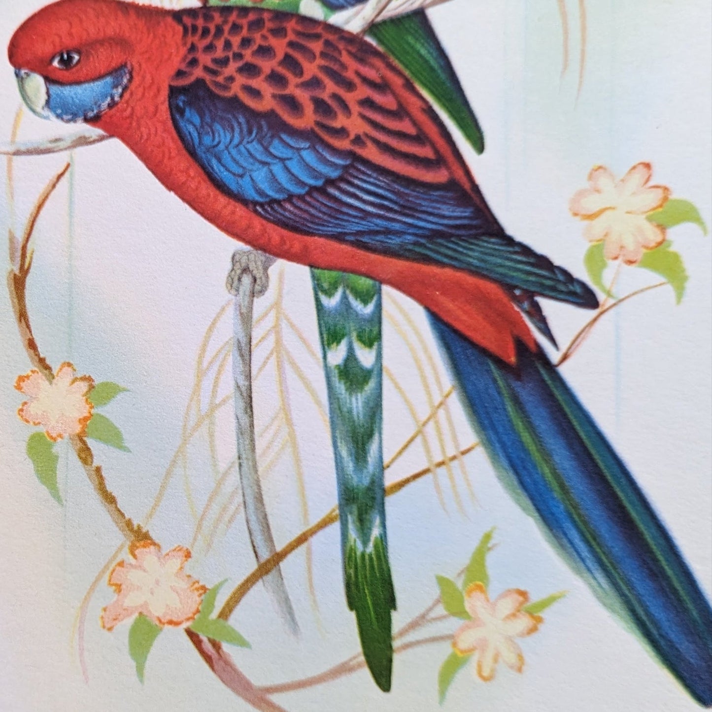 Pennant’s Parakeets by Gould | 1940s Vintage Lithograph | Tropical Bird Wall Art - Offset Lithograph - Pink Flamingos