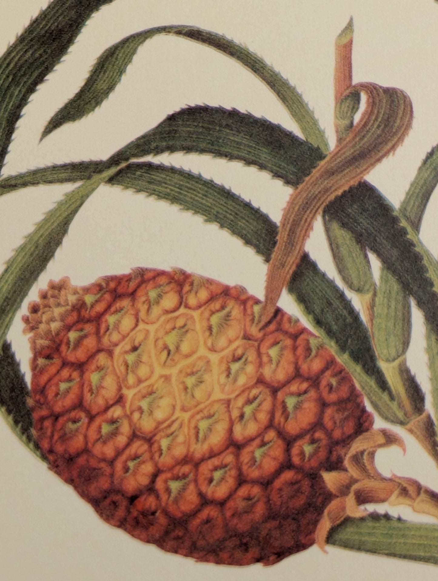 Pineapple | Unique Vintage Collotype Wall Art c.1950 | Chinese Still Life Print - Collotype - Pink Flamingos