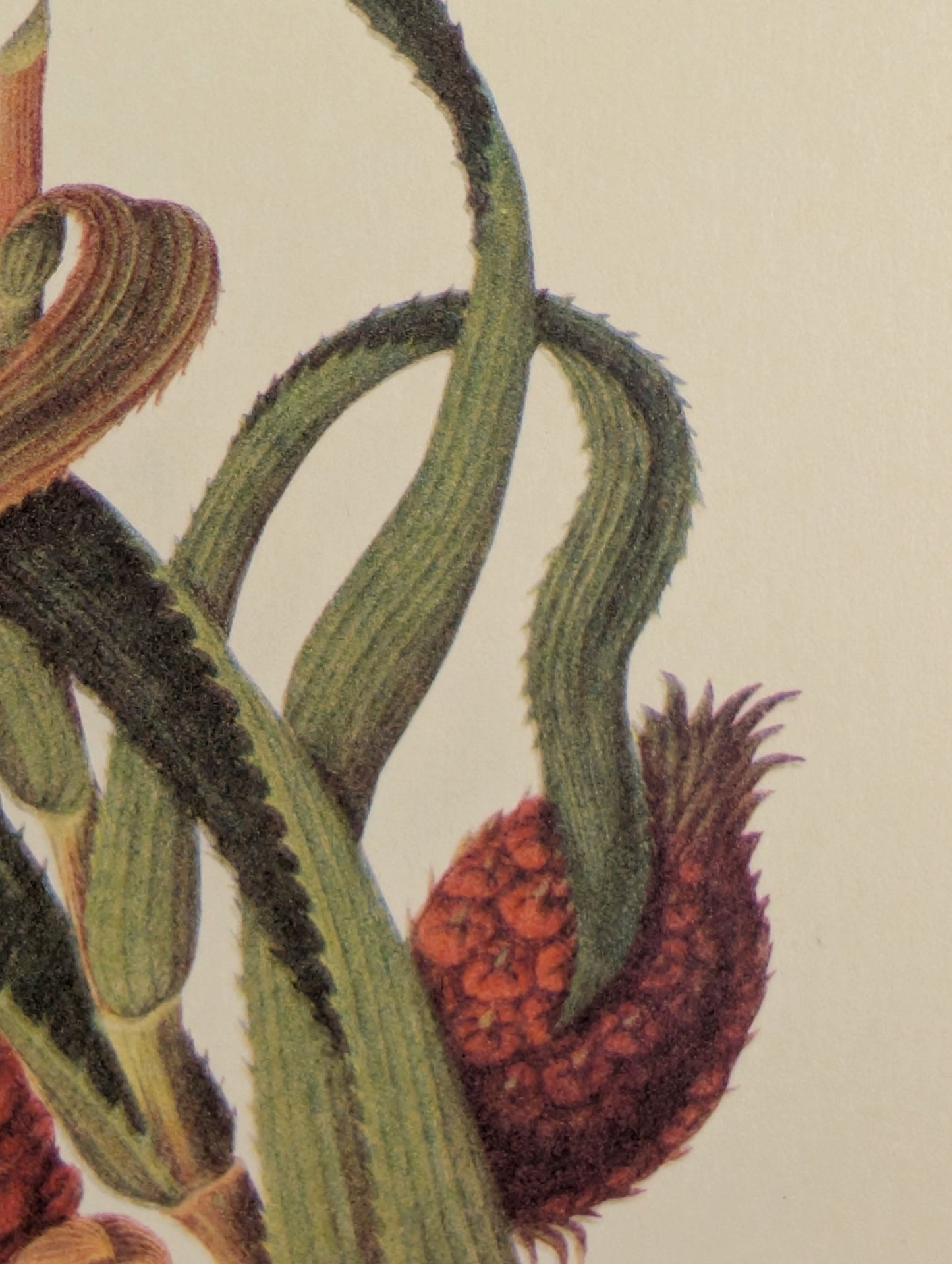 Pineapple | Unique Vintage Collotype Wall Art c.1950 | Chinese Still Life Print - Collotype - Pink Flamingos