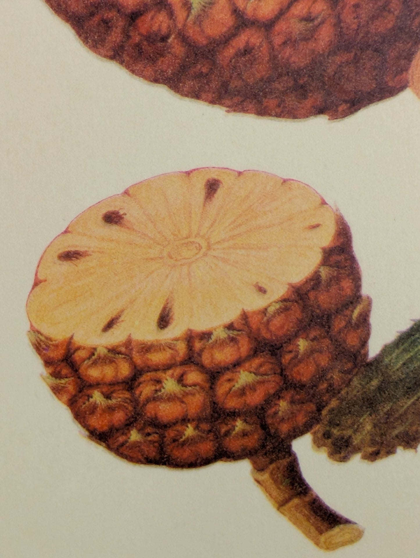 Pineapple | Unique Vintage Collotype Wall Art c.1950 | Chinese Still Life Print - Collotype - Pink Flamingos