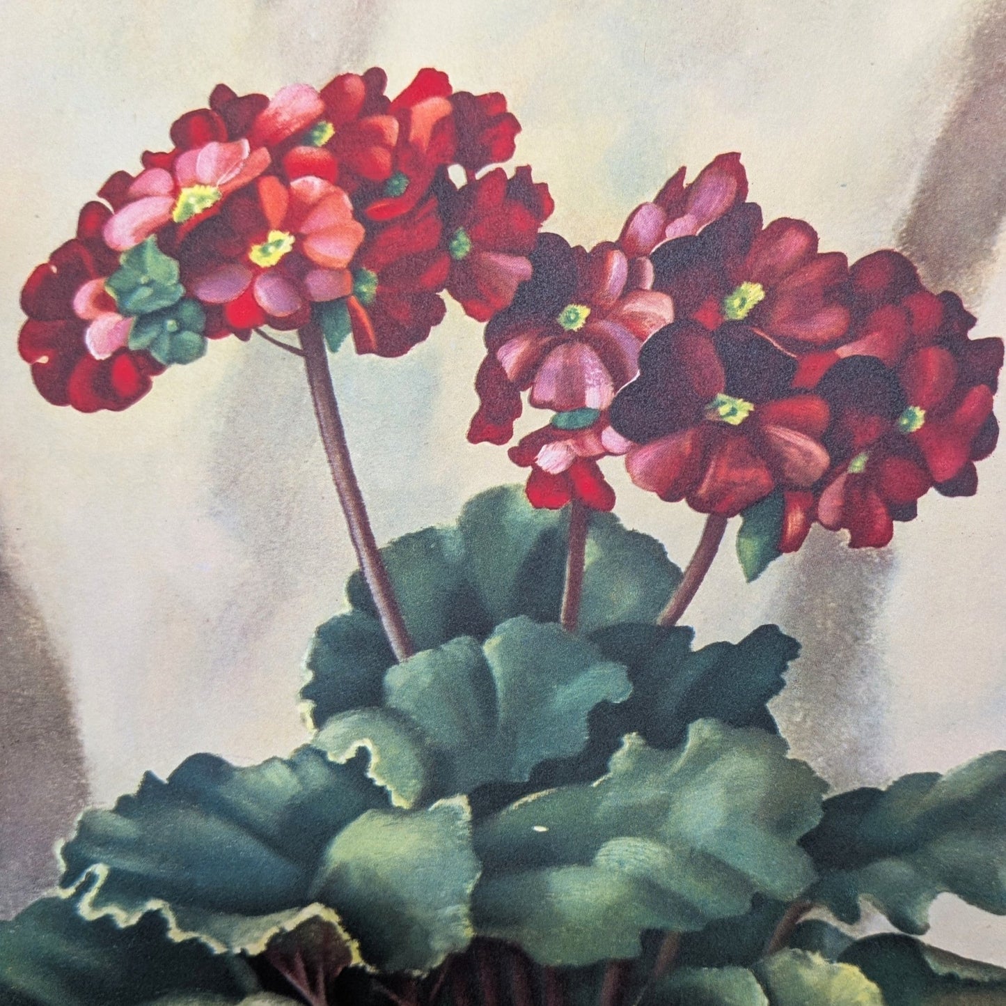 Primroses, still life by Harry Lane, mint condition vintage lithograph printed in 1945 - Offset Lithograph - Pink Flamingos
