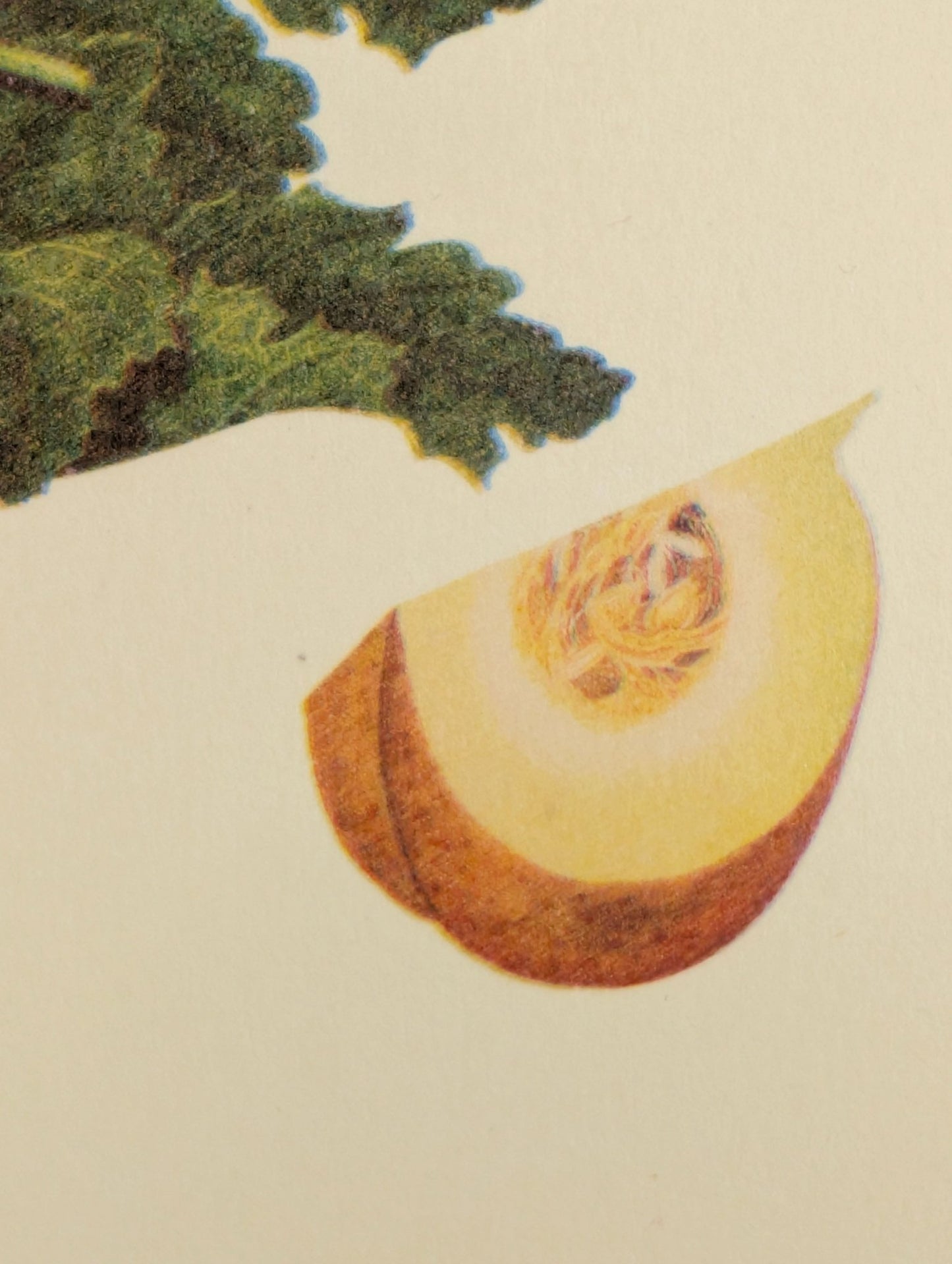 Pumpkin | Unique Vintage Collotype Wall Art c.1950 | Chinese Still Life Print - Collotype - Pink Flamingos