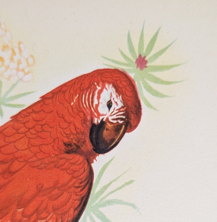 South American Macaw by Gould | 1940s Vintage Lithograph | Tropical Bird Wall Art - Offset Lithograph - Pink Flamingos