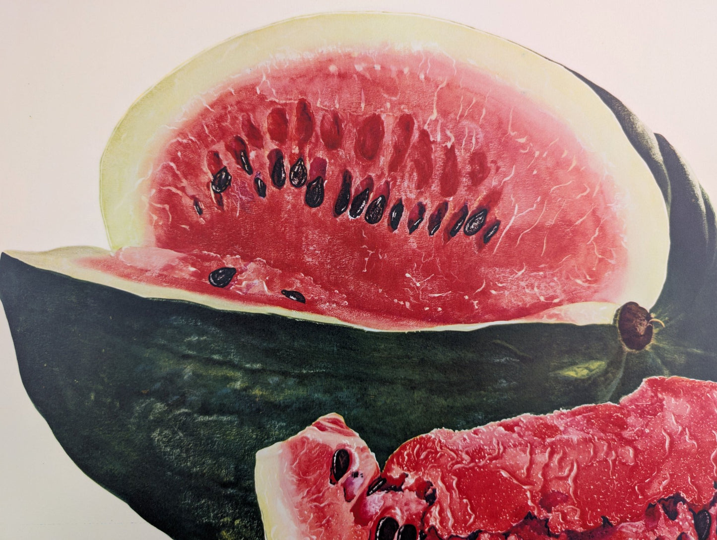 Watermelon by A.P. Lowrie, large mint condition vintage collotype printed in 1950 - Collotype - Pink Flamingos
