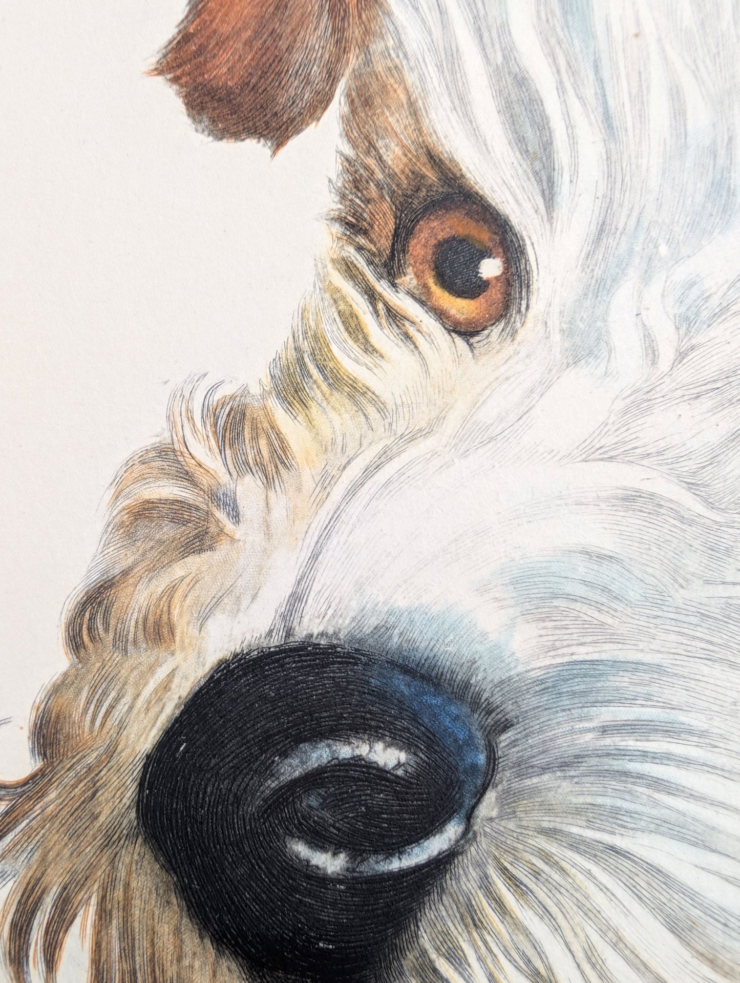 Wire Haired Terrier by Rolf Anderson, mint condition vintage hand - colored engraving from France circa 1940 - Hand Colored Engraving - Pink Flamingos