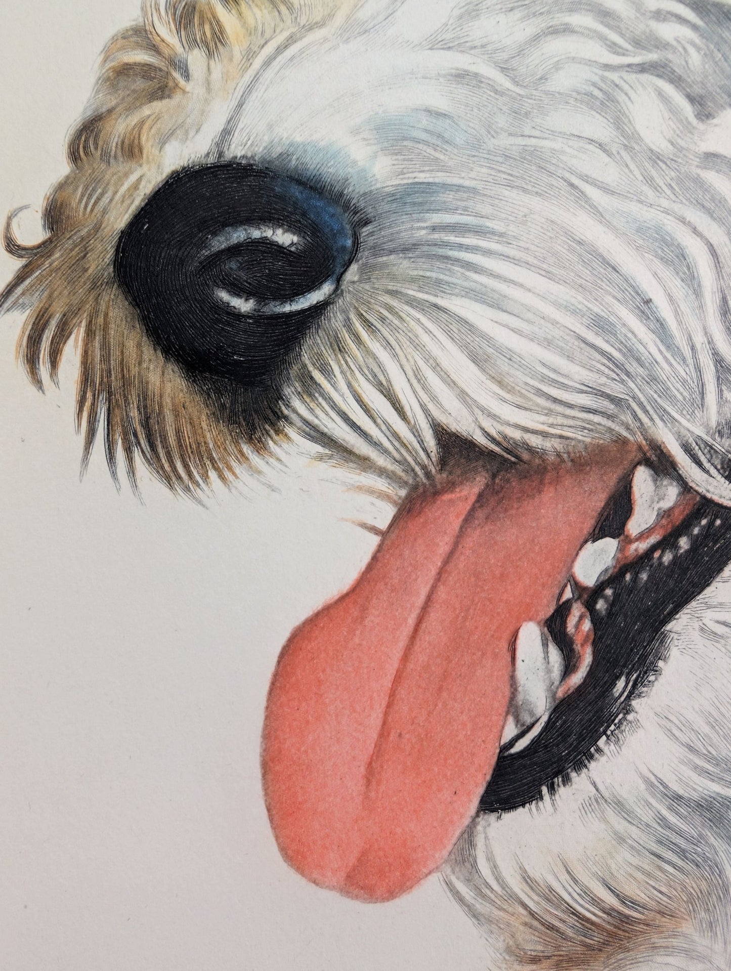 Wire Haired Terrier by Rolf Anderson, mint condition vintage hand - colored engraving from France circa 1940 - Hand Colored Engraving - Pink Flamingos
