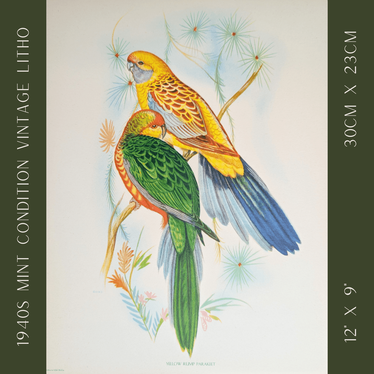 Yellow Rump Parakeets by Gould | 1940s Vintage Lithograph | Tropical Bird Wall Art - Offset Lithograph - Pink Flamingos