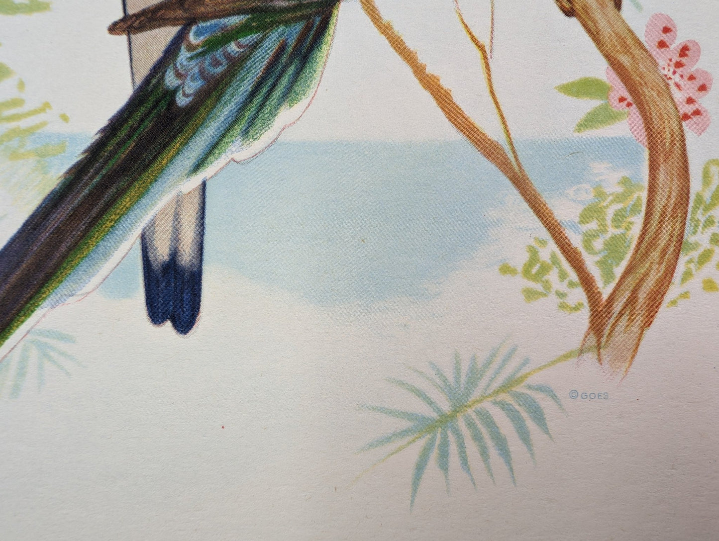 Beautiful Parakeets by Gould, original mint condition offset lithograph circa 1940 - Pink Flamingos