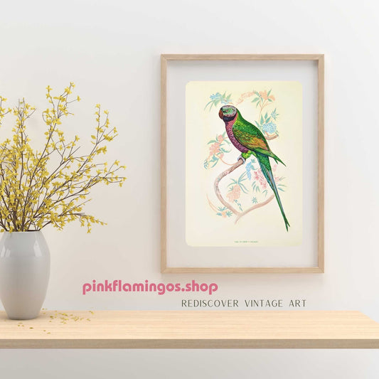 Earl of Derby Parakeet by Gould, original mint condition offset lithograph circa 1940 - Pink Flamingos