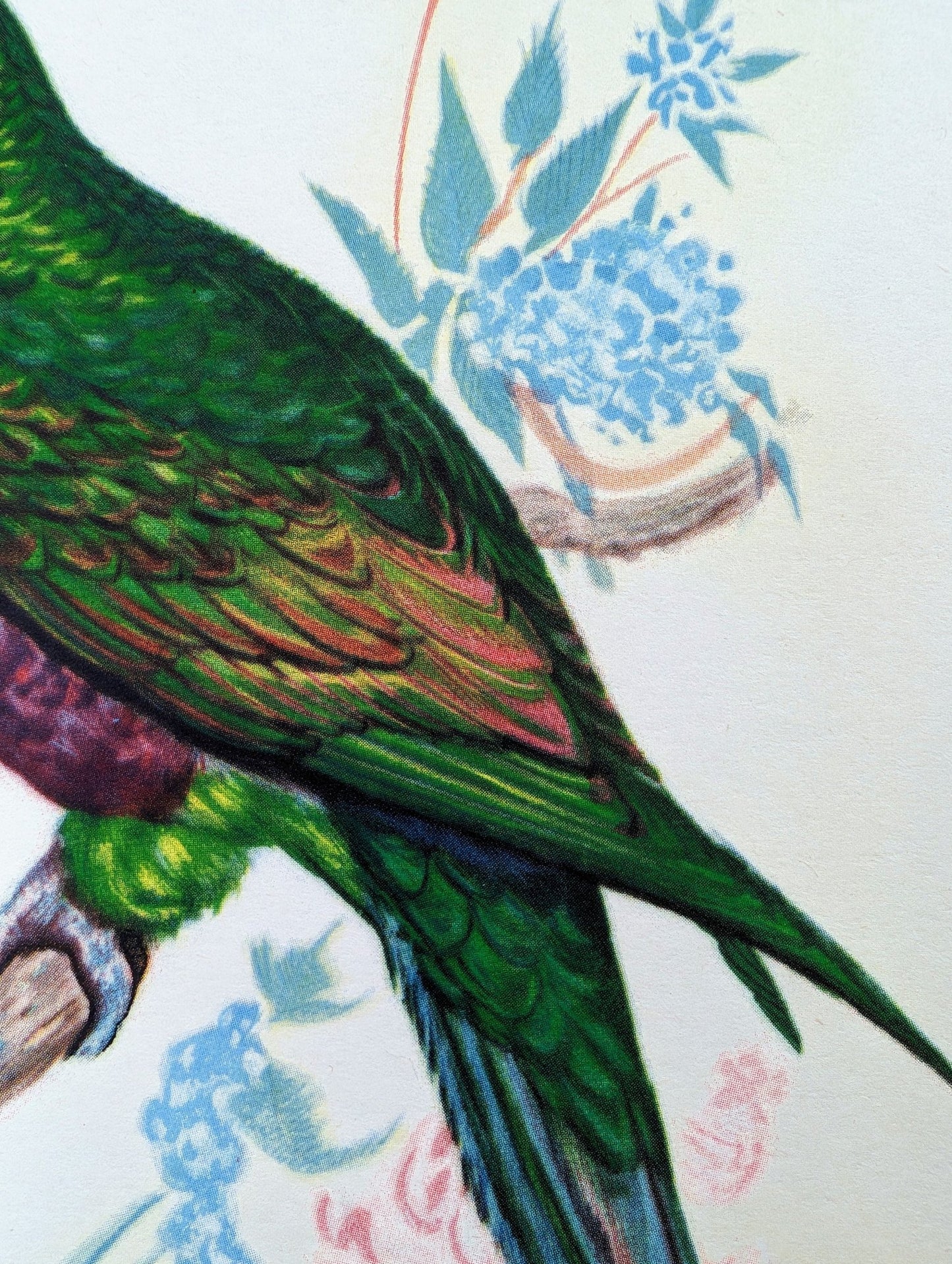 Earl of Derby Parakeet by Gould, original mint condition offset lithograph circa 1940 - Pink Flamingos