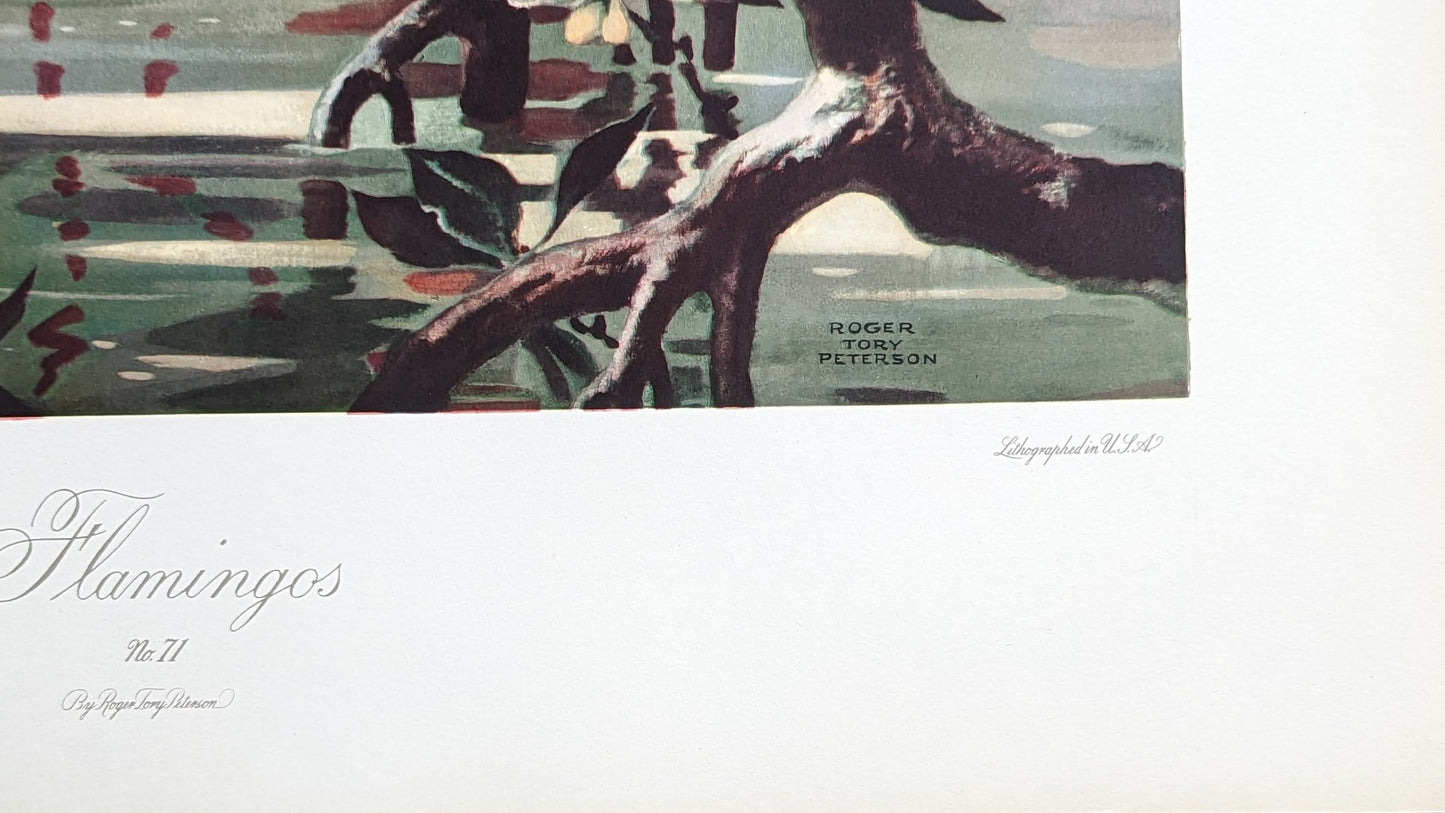 Flamingos by Roger Tory Peterson, mint condition vintage lithograph printed in the 1940s - Offset Lithograph - Pink Flamingos