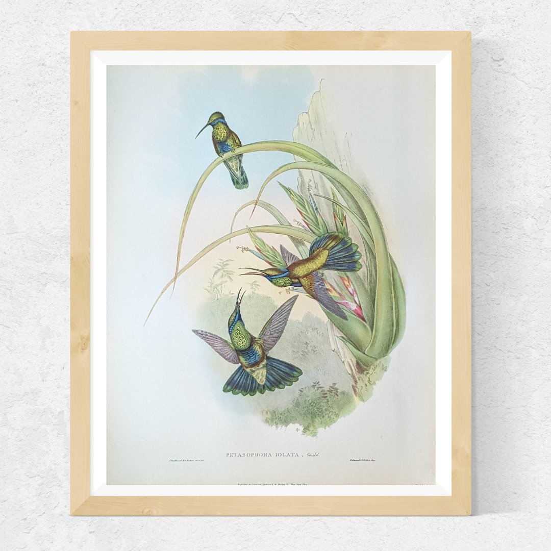 Gould Hummingbird Lithograph Set - Exclusive Collection of Four Mint Condition Vintage Prints from 1946 - Offset Lithograph - Pink Flamingos